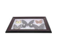 iplusmile Cadre Encadré Véritable Spécimens de Papillons, Décoration Élégante en Bois pour Maison et Bureau, Apparence Réaliste, Ensemble de 5 Pièces Unique