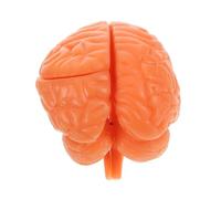 iplusmile Modèle Anatomique Cérébral Démontable Parties Reproduction Précise Du Outil Pédagogique pour de Formation Médicale Support Apprentissage Éducatif pour Élèves et