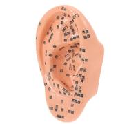 iplusmile Modèle D’Oreille Humaine Réaliste en PVC Points D’Acupuncture Chinois Outil Pédagogique Compact pour Massage Auriculaire Médecine Traditionnelle Chinoise Soins Oreilles