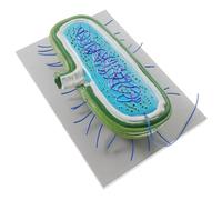 iplusmile Modèle de Cellule Bactérienne Détaillé pour Enseignement Biologie Modèle Pédagogique de Micro Organismes avec et Flagelle Outil Éducatif pour Collège