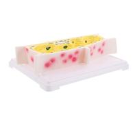 iplusmile Modèle de Cellule Végétale à Grossissement Microscopique Représentation Précise des Cellules Épidermiques D’Oignon Outil Pédagogique pour Salle de Classe de Biologie Modèle