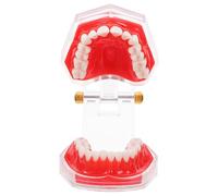 iplusmile Modèle de Dent d’Enseignement Oral Dent Amovible Matériau Résistant Taille Standard Outil Pédagogique pour Brossage et Entraînement Démonstration pour Écoles et Formation