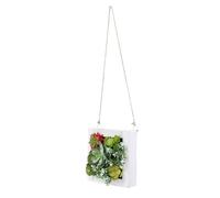 iplusmile Pendentif en Fausses Plantes Succulentes Suspendues Mur avec Cadre Bois 14X14 CM Décoration Murale Imitation Succulente pour Salon Chambre ou Bureau Plantes Artificielles