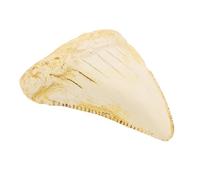 iplusmile Réplique Dent de Requin Fossile en Résine, Style Réaliste Rétro, Objet Éducatif, pour Garçon et Filles, Décoration Thème Marin et Présentoir de Cheminée Côtier