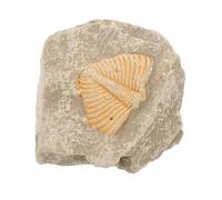 iplusmile Trilobite Fossile Naturel Modèle Éducatif Pour Décoration Aléatoire De Paléontologie Accessoire De Simulation Scolaire