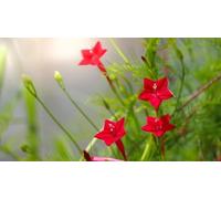 Ipomée Cardinal Climber - Ipomoea x multifida, grimpante