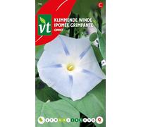 Ipomée grimpante Caprice Graines - Abondance de fleurs