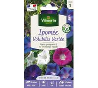 Vilmorin Ipomée Volubilis variée