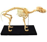 IPSU Modèle éducatif Modèle d'os de squelette canin Modèle d'anatomie animale Modèle d'enseignement de squelette de chien Modèle anatomique pour HBiologie Outil de démonstration vétérinaire, modèles