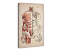 IQTFHGB Diagramme d'anatomie humaine (1) Poster sur toile pour décoration de chambre à coucher, bureau, chambre, cadeau 40 x 60 cm