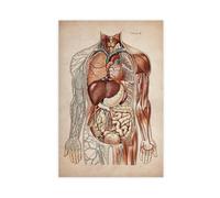 IQTFHGB Poster sur toile avec diagramme d'anatomie humaine - Décoration murale pour salon, chambre à coucher - 40 x 60 cm
