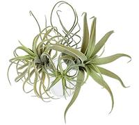irfan 4Pack Artificielle Ananas Herbe Plantes d'air Faux Fleurs Faux Flocage Tillandsia BroméLiacéEs Jardin DéCor