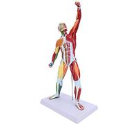 Irfora Modèle de Structure Musculaire Humaine, Présentation éducative 50cm | Matériau PVC durable, idéal pour l\'explication de l\'anatomie, design multicolore