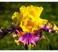 Iris Bulbi Fragrante Popolare Piante in Vaso Radice Giardinaggio Balcone Semi Freschi Esotici - 2 Lampadine, A