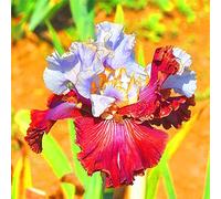 Iris Bulbi Popolari Piante in Vaso Balcone Importato Bulbi Ornamentali Piantare in Autunno Esotico issima-2 Lampadine, C