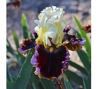 Iris germanica |Collezione di Doppio fiore | piante a radice nuda | Iris Misti | iris perenne | perenni resistenti all'inverno