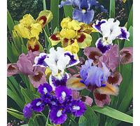 Iris Misti - Bulbi Di Alta Qualità-Rizomi di Iris germanica in miscuglio di vari colori