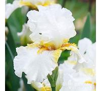 Iris Roots Bulbi Rare Specie Famose del Mondo Fiori Pure e Beautiful Garden Planting-6 Bulbi