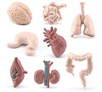 ISAKEN Modèle de Corps Humain, Modèle d'assemblage Anatomique d'organes Humains, Organes Parties du Corps modèle d'anatomie pour Comprendre la Structure Physiologique du Corps