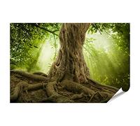 islandburner Image Poster Grand Vieux Arbre avec des racines épaisses Rayons de soleil Forêt Premium Images sur papier photo