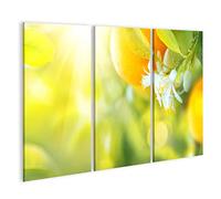 islandburner Impression sur toile avec oranges en fleurs ou citronniers - Citron bio sain ou oranges qui poussent dans un verger ensoleillé - Poster mural - Impression sur toile
