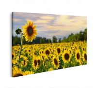 islandburner Impression sur toile - Un haut tournesol avec un champ de tournesol et un beau ciel du soir sur fond