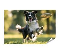 islandburner Poster Border Collie de qualité supérieure - Impression d'art pour salon - Pour les amoureux des chiens - Standard - Edition Z1