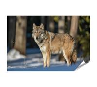 islandburner Poster de qualité supérieure Loup dans la forêt enneigée - Poster de nature pour les amoureux des animaux - Grand format - Édition N1