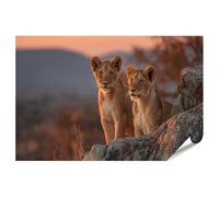 islandburner Poster de qualité supérieure - Motif garçon lion dans un paysage africain - Tableau mural pour les amoureux des animaux - Grand format - Edition T1