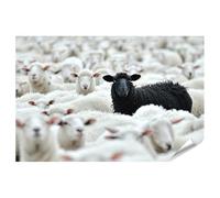 islandburner Poster de qualité supérieure XXL - Motif mouton noir au milieu d'un mouton blanc dans un grand troupeau