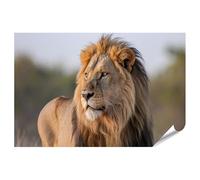 islandburner Poster Lion majestueux dans la lumière dorée - Tableau mural pour les amoureux des animaux - Grand format - Edition M2