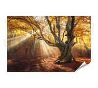 islandburner Poster magique vieux arbre automne forêt brouillard rayons de soleil lever de soleil bus - Poster 130 x 90 cm