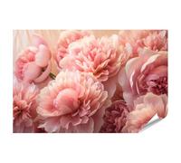 islandburner Poster Prime Image Pivoines roses Splendeur de fleurs dans la douce lumière du matin Images de qualité supérieure Impression photo