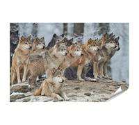 islandburner Poster représentant une meute de loups dans la forêt d'hiver debout et allongé sur une colline, 130 x 90 cm