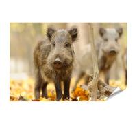 islandburner Poster sanglier dans la forêt d'automne - Poster 90 x 60 cm