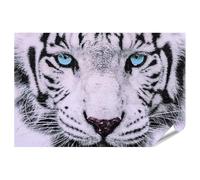 islandburner Poster Tigre blanc aux yeux bleus Portrait œuvre d'art 90 x 60 cm