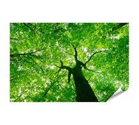 islandburner Poster XXL avec la lumière du soleil dans le toit d'une forêt verte en été - Impression photo de qualité supérieure