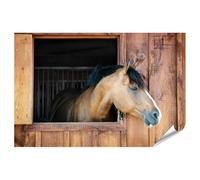 islandburner Poster XXL - Cheval marron regardant par la fenêtre d'écurie - Qualité supérieure - 90 x 60 cm