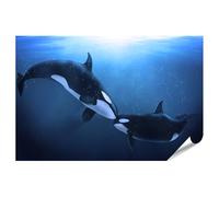 islandburner Poster XXL de qualité supérieure - Deux orques - Natation sous-marine dans la mer bleue profonde - 130 x 90 cm