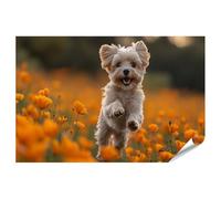 islandburner Poster XXL motif chien joyeux saute dans un champ de fleurs orange pour le salon, les amoureux des animaux, magasin de fournitures pour animaux, impression photo de qualité supérieure