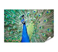 islandburner Poster XXL motif paon avec robe en plumes étalée dans un jeu de couleurs vives, impression photo de qualité supérieure