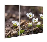 islandburner Prime Image sur toile, fleurs blanches, sols en fleur, petites fleurs sauvages blanches en fleur, tableaux muraux