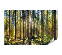 islandburner Prime XXL Poster panoramique avec la lumière du soleil dans la forêt dense et l'ombre