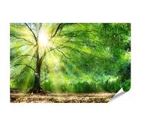 islandburner Prime XXL Poster photo Rayons de soleil à travers les feuilles dans la forêt verte