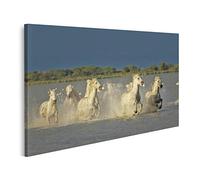 islandburner Tableau sur Toile de qualité supérieure Camargue, Chevaux Sauvages, région des Marais