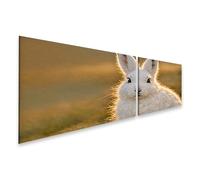 islandburner Tableau sur toile - Motif lapin arctique blanc neige dans la lumière dorée - 2 pièces