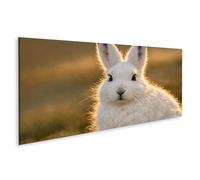 islandburner Tableau sur toile - Motif lapin arctique blanc neige dans la lumière dorée - Panorama
