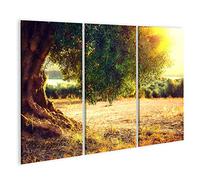 islandburner Tableau sur toile Plantation d'oliviers au coucher du soleil Champ d'oliviers méditerranéens avec Cadre Affiche Poster Murale Tableaux