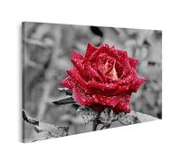 islandburner Tableau sur toile Rose rouge avec gouttes de pluie dans le jardin Merveilles naturelles Beauté Images murales Poster