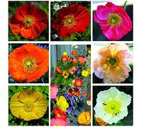 Islande couleur mélange de pavot 1000 graines Fleurs Beau jardin Facile grandir B52